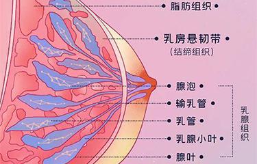 懸韌帶修復儀如何修復胸部懸韌帶？搭配按摩手法效果更好？